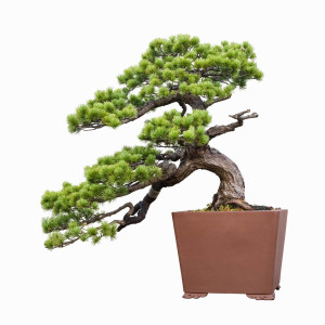 Bonsai fa